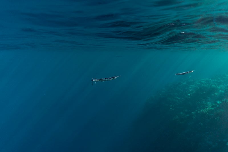 Belonidae underwater in the ocean of egypt, Beloni