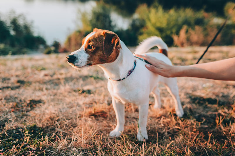 Adorable puppy Jack Russell Terrier on the autumn 