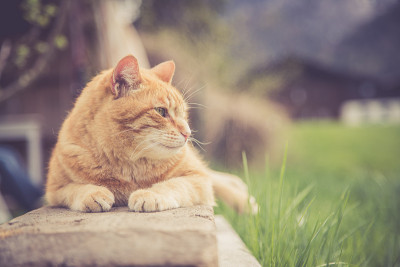 近距离拍摄的红虎斑猫在花园里休息