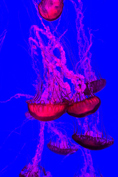 水母