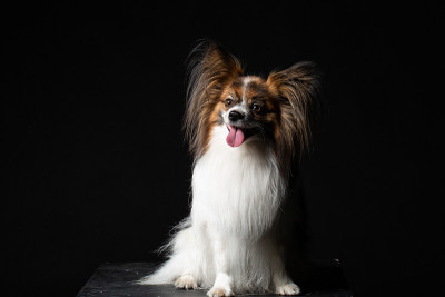 黑色背景上的蝶耳犬的肖像