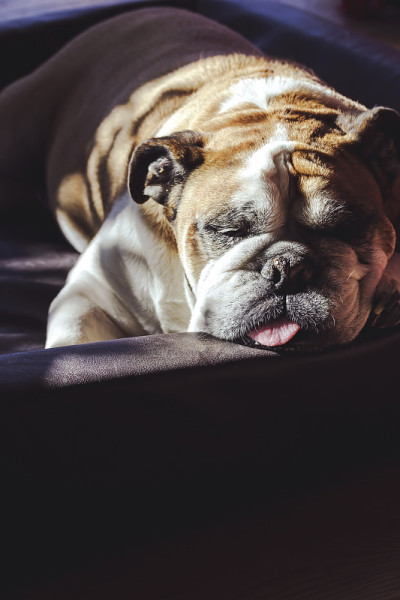 Senior English female bulldog sleeping on her bed.