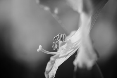 马可摄影的百合