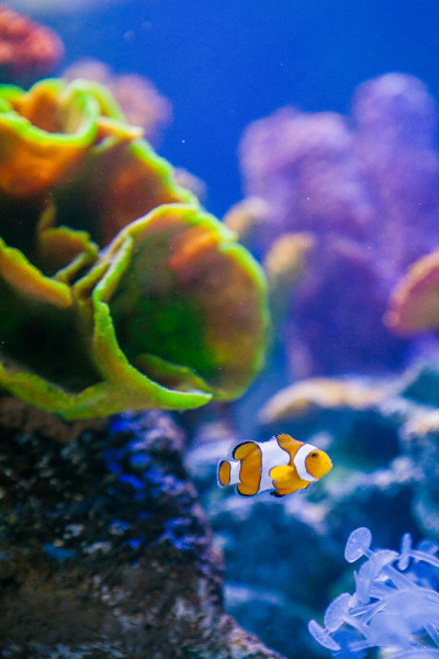 海洋鱼类
