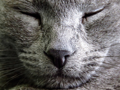 俄罗斯蓝猫困倦的脸