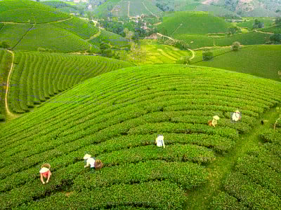 越南北部的富寿省有不错的茶园