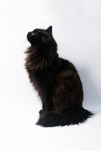 黑猫孤立在白色背景上。剪切路径，文本复制空间