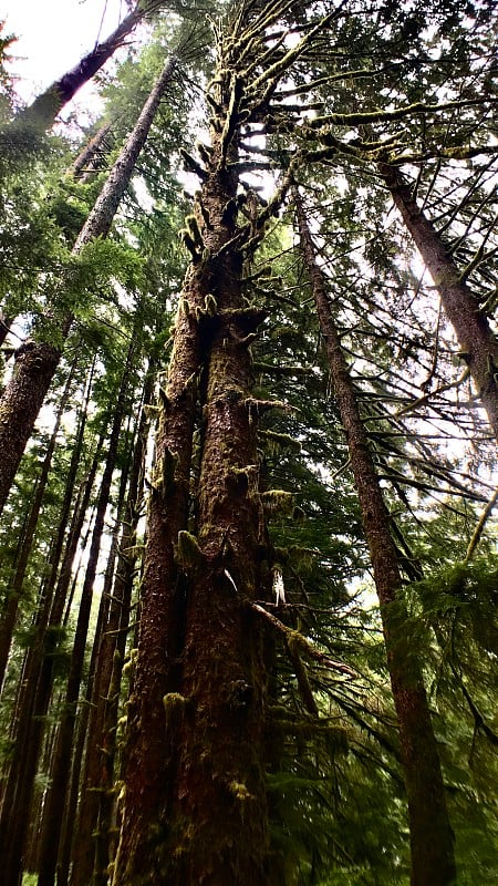 tall rainforest trees