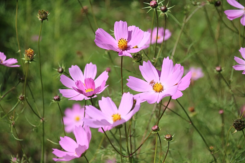 Cosmea
