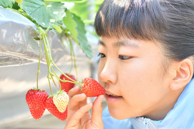 日本女孩喜欢摘草莓