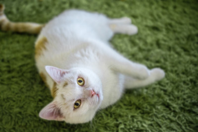 猫躺在室内的绿色地毯上