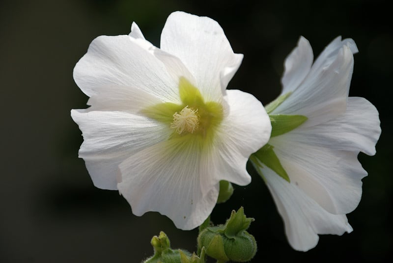 白花象征纯洁、纯真、信仰、精神启蒙和天使