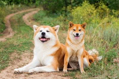 两只日本狗:秋田犬和柴犬