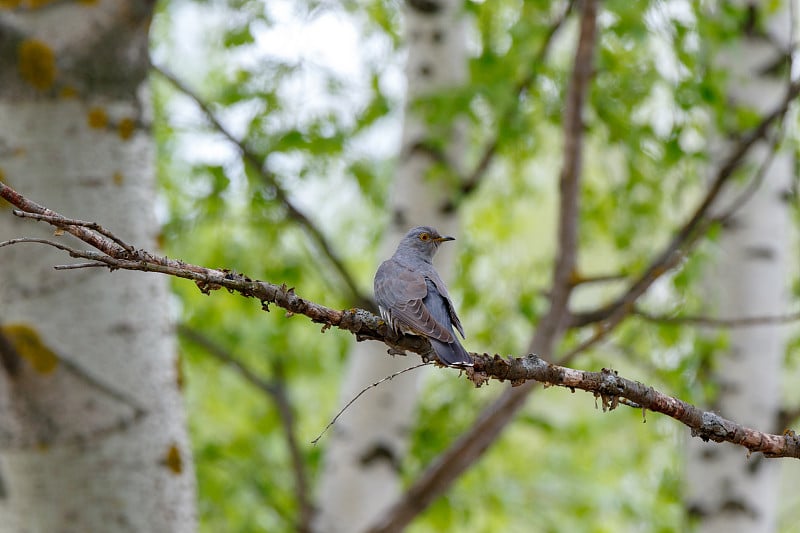 普通杜鹃(Cuculus canorus)。