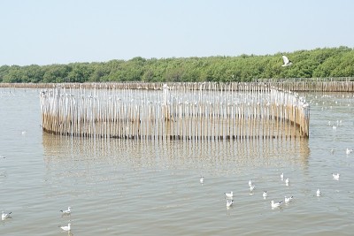 在泰国邦浦海飞翔的海鸥