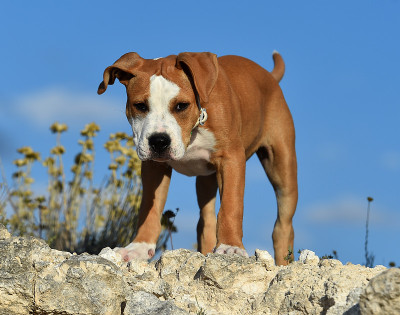 年轻的斗牛犬犬