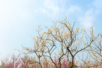 梅花在早春开花