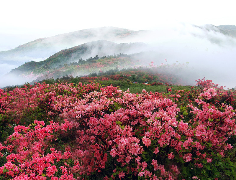 雾蒙蒙的春山