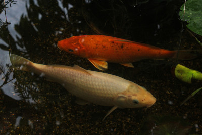 池子里的鲤鱼