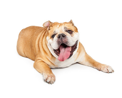 疲惫的老斗牛犬伸出舌头