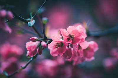 春花木瓜