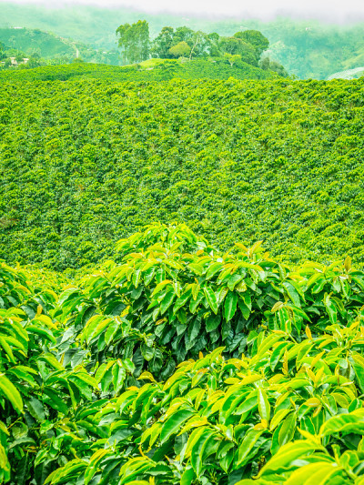 哥伦比亚杰里科的咖啡种植园