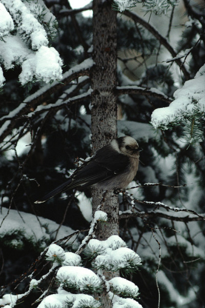加拿大杰伊(Perisoreus Canada)