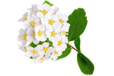 美丽的白色开花灌木绣线菊(新娘花环)。
