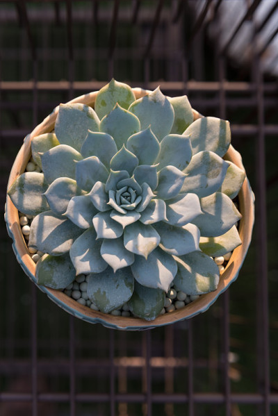肉质植物