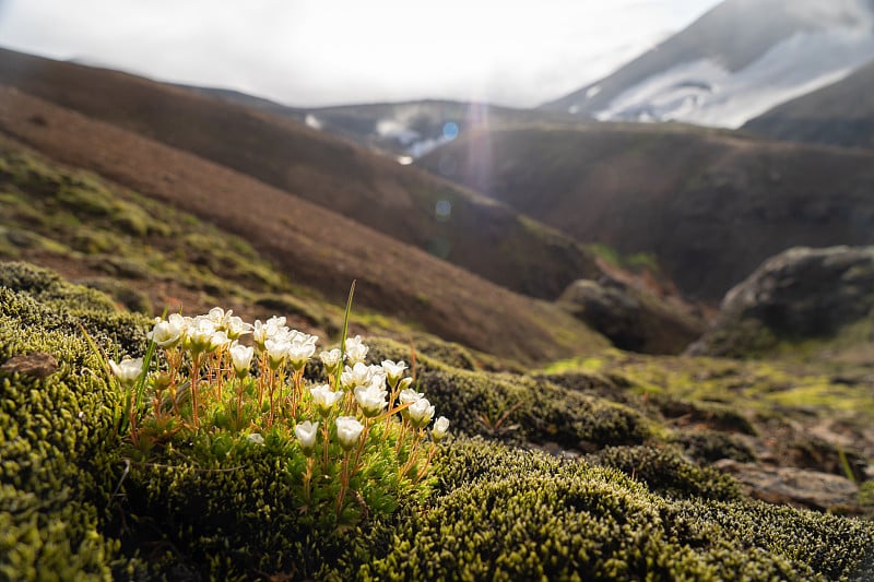 模糊的火山景观和冰川与鲜花前景。冰岛