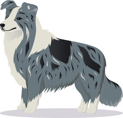 边境牧羊犬弹珠