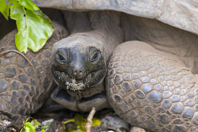 亚达伯拉巨龟(Aldabrachelys gigantea)，位于印度洋的塞舌尔群岛上