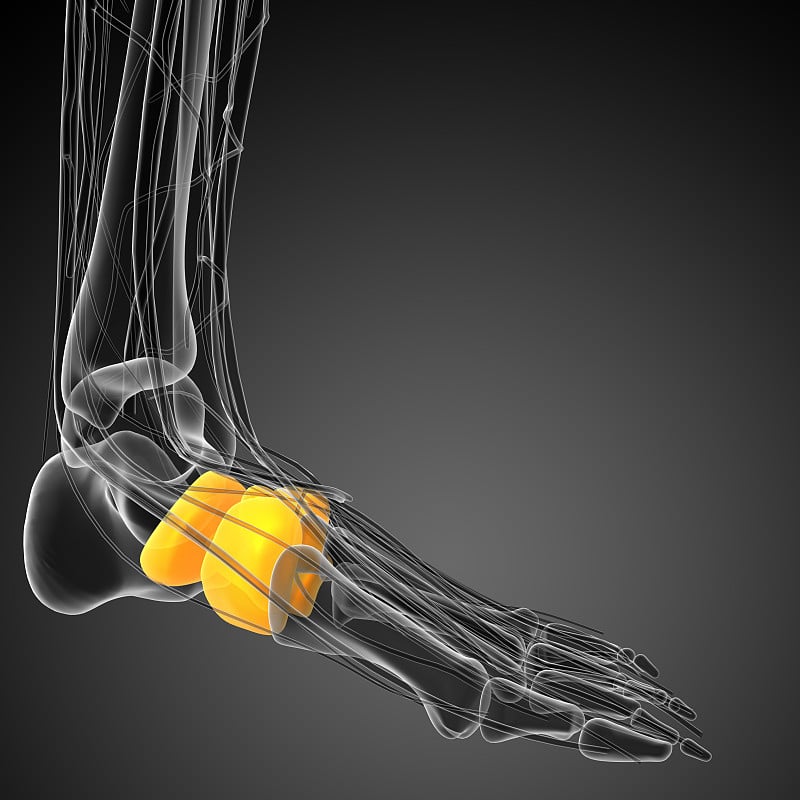 3d渲染医学插图的中足骨