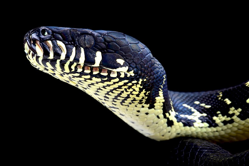 波音的python (Morelia boeleni)