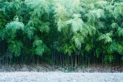 竹林