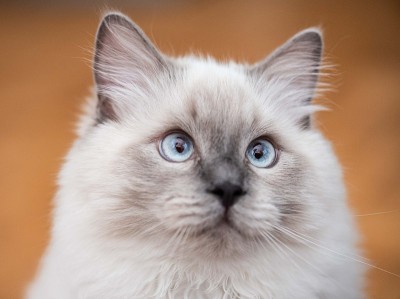 布偶猫小猫