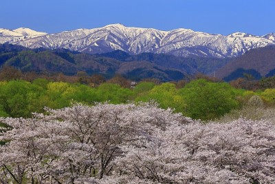 静井石花园的樱花树