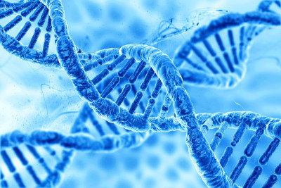 人类DNA