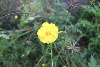 花盛开