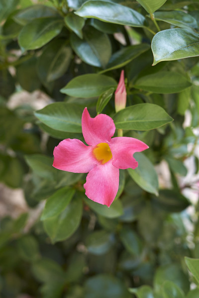 Mandevilla