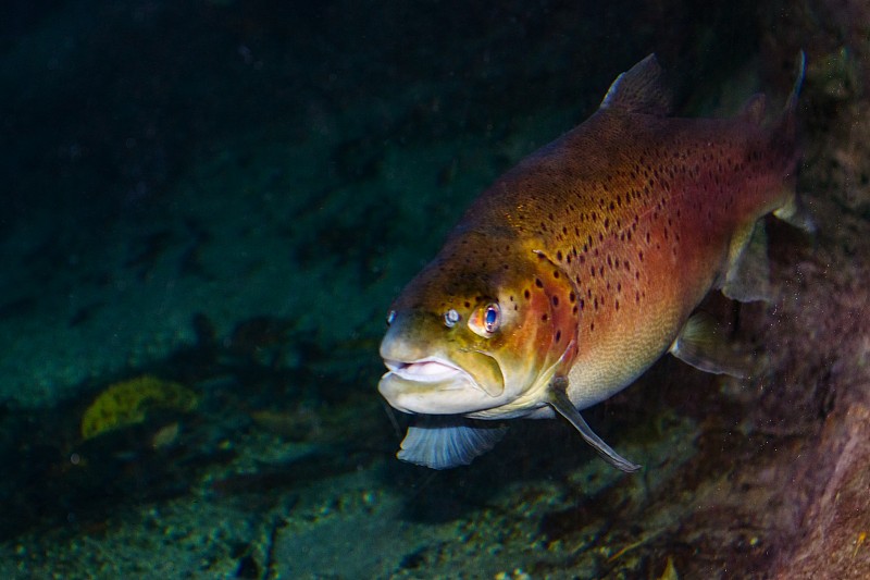 游泳的棕色鳟鱼的特写照片(Salmo trutta)