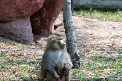 Portrait of a hungry adult male hamadryas baboon i