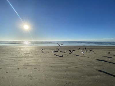 沙滩上飞翔的海鸥