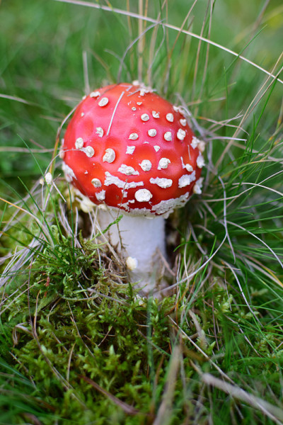 苍蝇Agaric (Amanita Parcivolvata)