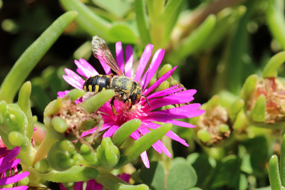 Mittagsblumen