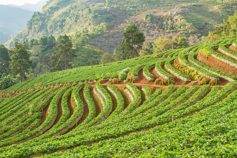 泰国清迈Doi Ang Khang草莓园