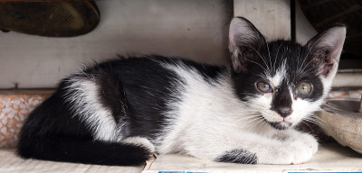 黑白相间的小猫躺在架子下面