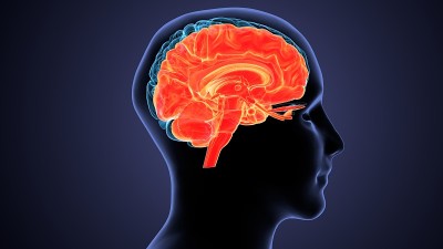 人脑交叉解剖学的三维渲染