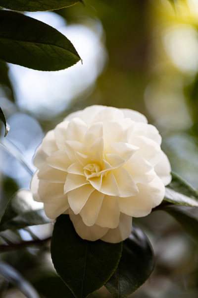 花选择
