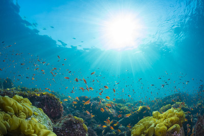 Seaweed and School of Sea Goldie